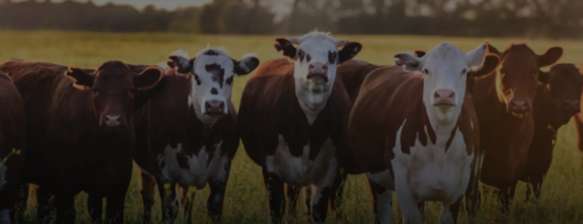 تصویر اسلایدشو