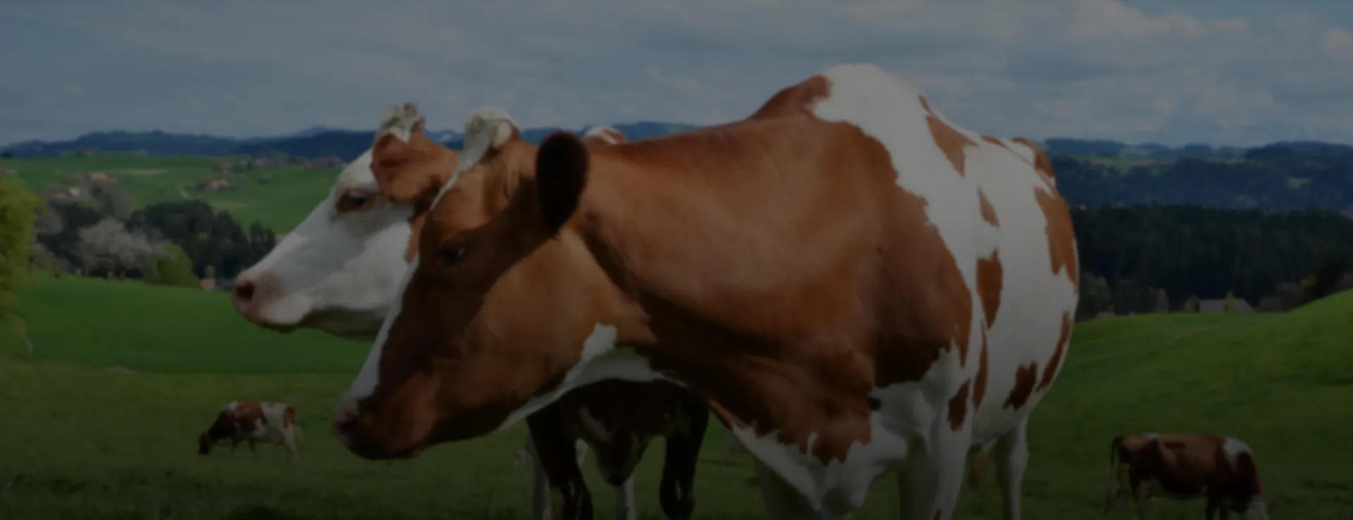 تصویر اسلایدشو