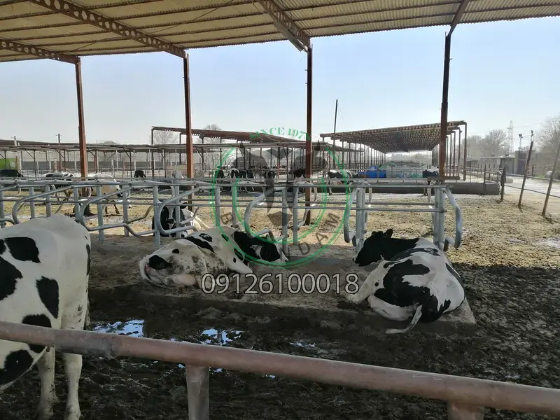 فری استال فری استال