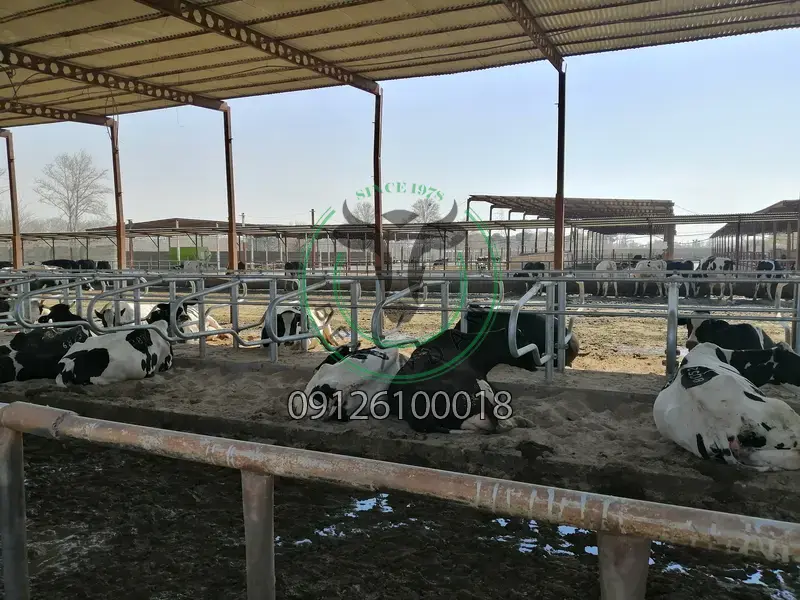 فری استال فری استال