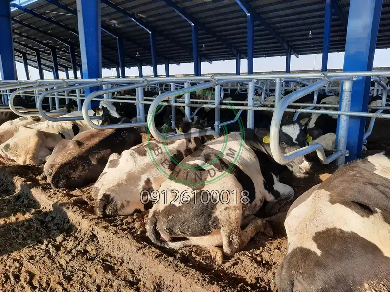 فری استال فری استال