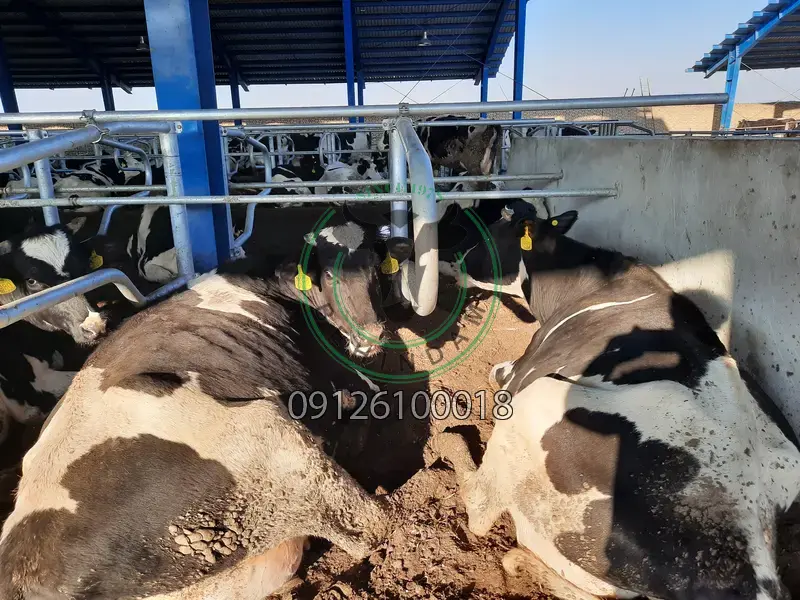 فری استال فری استال