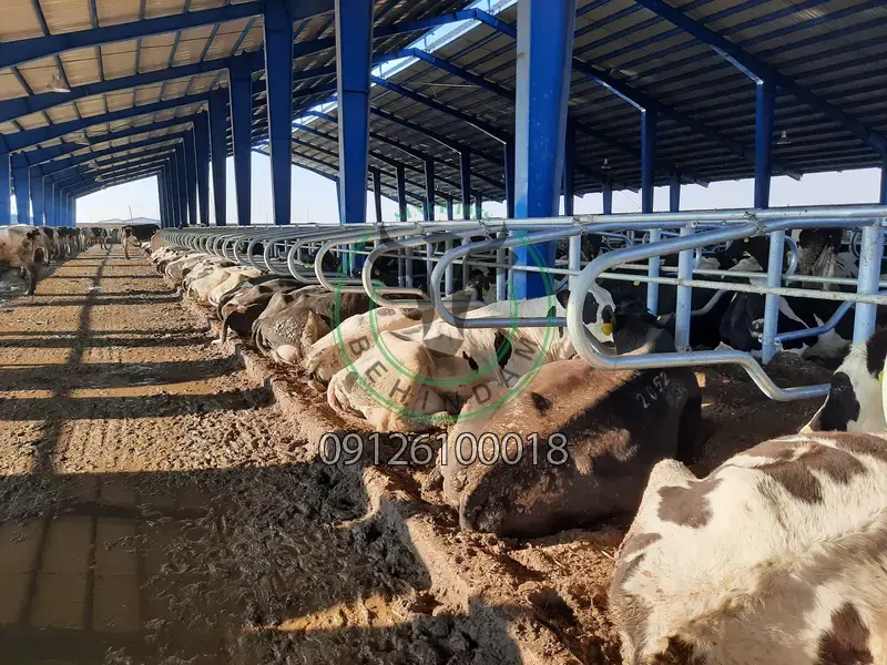 فری استال فری استال