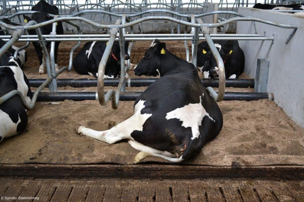 فری استال چیست و چه کاربردی دارد